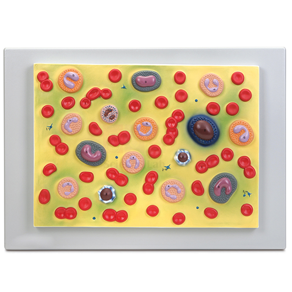 Human Blood Cell Types Model